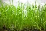Лот: 21985556. Фото: 3. ✅Меристемное растение Lilaeopsis... Растения и животные