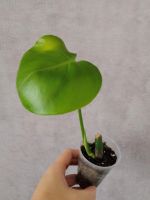 Лот: 23911938. Фото: 2. Монстера "Деликатесная" - крупный... Комнатные растения и уход