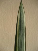 Лот: 3849312. Фото: 2. Сансевиерия вариегатная. Sansevieria... Комнатные растения и уход