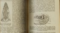 Лот: 15574613. Фото: 17. Холодковский Н.А. Учебник зоологии...