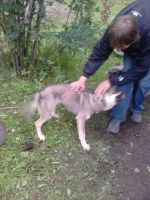 Лот: 3186480. Фото: 2. Отдам 2х собак подростков. Животные и уход