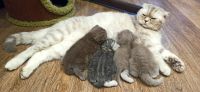 Лот: 20338584. Фото: 2. Британские котята. Животные и уход
