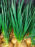 Лот: 12966409. Фото: 2. Лук зелёный перо. Продукты