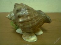 Лот: 2730993. Фото: 2. Ракушка из Анапы. Сувениры