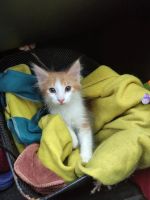 Лот: 20596521. Фото: 4. Котенок ищет дом. Красноярск