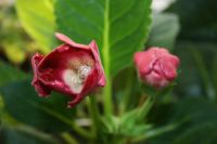 Лот: 5304395. Фото: 4. Глоксиния красная аванти (цветет... Красноярск