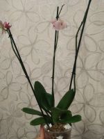Лот: 14618349. Фото: 7. Орхидея Фаленопсис, сейчас отцвела...