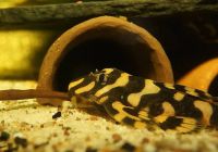 Лот: 16162316. Фото: 2. Зонанциструс Брахиурус Zonancistrus... Аквариумистика