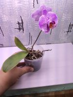 Лот: 16277520. Фото: 3. Орхидея. Растения и животные