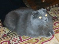 Лот: 8214511. Фото: 7. Ласковые вислоухие котята пушистые...