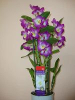 Лот: 8227396. Фото: 5. Взрослая орхидея "дендробиум нобиле...
