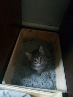 Лот: 12142945. Фото: 8. отдам котят