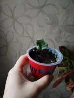 Лот: 25896303. Фото: 7. Лист фиалки укорененный сорт Шато...