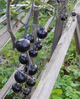 Лот: 2707263. Фото: 7. Томат Indigo Rose.