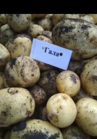Лот: 19438499. Фото: 2. Картофель. Продукты