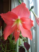 Лот: 7873866. Фото: 2. Гиппеаструм- домашняя лилия, красные... Комнатные растения и уход