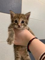 Лот: 18840377. Фото: 2. Котята. Животные и уход