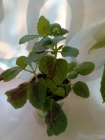 Лот: 25593203. Фото: 2. Колеус. Комнатные растения и уход