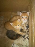 Лот: 14575416. Фото: 6. Отдам котят