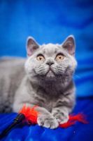 Лот: 6191468. Фото: 6. Британские плюшевые котята