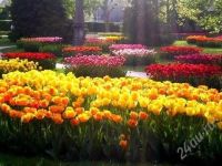 Лот: 2533856. Фото: 2. свежие тюльпаны к женскому дню... Красноярск