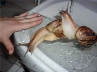 Лот: 1454159. Фото: 2. Улитки Ахатины. Аквариумистика