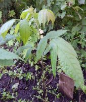 Лот: 2573722. Фото: 6. Орех чёрный (Juglans nigra).