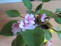 Лот: 4376061. Фото: 2. Фиалка розовая полумахровая. Комнатные растения и уход