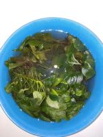 Лот: 11340383. Фото: 3. трава из овариума. Растения и животные