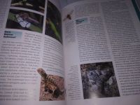 Лот: 20843133. Фото: 4. ок...(209231) Бабочки (Что Есть... Красноярск