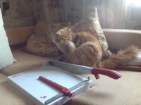 Лот: 17520938. Фото: 3. Сабельный резак. Бизнес