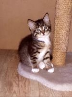 Лот: 19253629. Фото: 6. Котенок 1