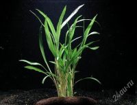 Лот: 1203325. Фото: 2. Cryptocoryne albida. Аквариумистика
