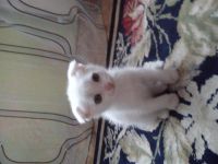 Лот: 2731261. Фото: 2. Котята шотландские вислоухие. Животные и уход