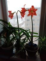 Лот: 19985330. Фото: 6. Цветы домашние