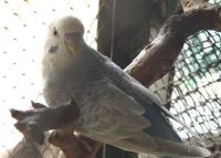 Лот: 1023943. Фото: 2. Очаровательный волнистый попугайчик... Животные и уход