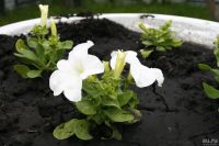 Лот: 9273559. Фото: 7. Canon ef 17-40L. С рубля.