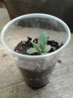 Лот: 2789461. Фото: 2. Папавер восточный Пиццикато многолетний. Семена, рассада, садовые растения