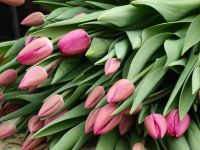 Лот: 5201306. Фото: 2. Тюльпан. Семена, рассада, садовые растения