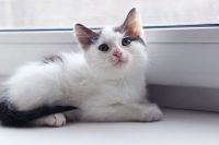 Лот: 3549668. Фото: 4. Отдам котенка мальчика в ответственные... Красноярск