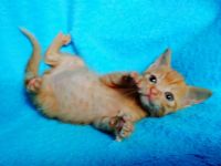 Лот: 10032066. Фото: 4. Котята. Красноярск