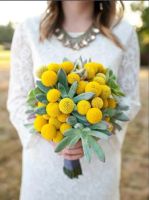 Лот: 6764656. Фото: 8. Краспедия - барабанные палочки...