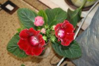 Лот: 4213340. Фото: 4. Глоксиния красная 3 (всё растение... Красноярск