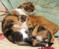 Лот: 10636113. Фото: 3. Котенок рыжий "табби". Растения и животные