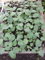 Лот: 7442616. Фото: 20. Продаем рассаду . Большой ассортимент...