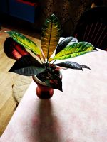 Лот: 19061354. Фото: 2. Кротон миссис айстон 2. Комнатные растения и уход