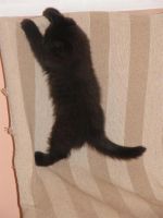 Лот: 3662910. Фото: 4. Британский котенок элитный редкий... Красноярск