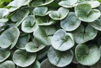 Лот: 9687076. Фото: 2. Копытень (лат. Asarum). Семена, рассада, садовые растения
