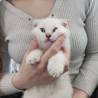 Лот: 20352824. Фото: 4. Шотландский Вислоухий котёнок. Красноярск