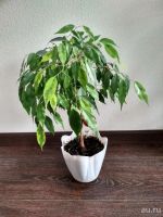 Лот: 12105352. Фото: 6. Фикус бенджамина Ficus benjamina...